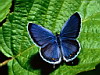 miniatura_68 copia